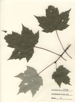 primary herbarium image