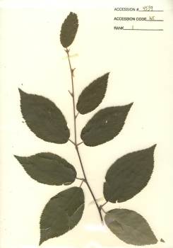 primary herbarium image