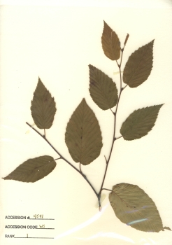 primary herbarium image