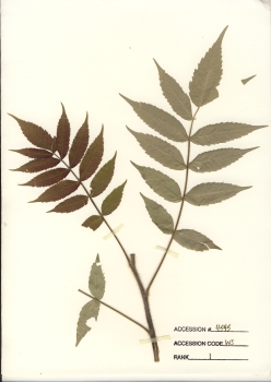 primary herbarium image