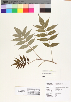 primary herbarium image