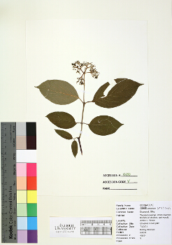 primary herbarium image