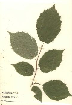 primary herbarium image