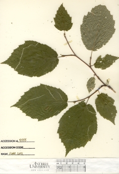primary herbarium image