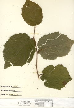 primary herbarium image