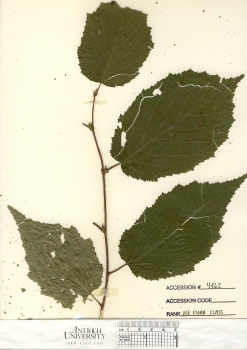 primary herbarium image