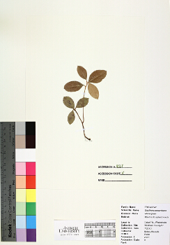 primary herbarium image