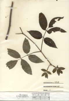 primary herbarium image