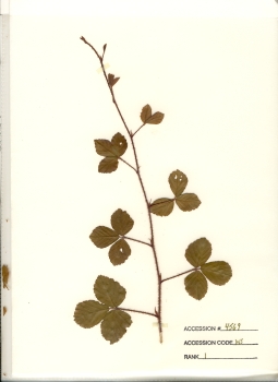 primary herbarium image