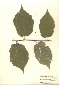 primary herbarium image