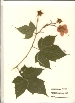 primary herbarium image