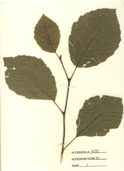 primary herbarium image