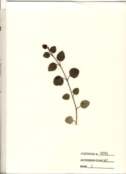 primary herbarium image