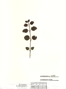 primary herbarium image