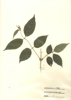 primary herbarium image