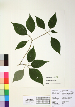 primary herbarium image