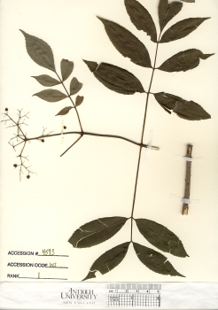 primary herbarium image
