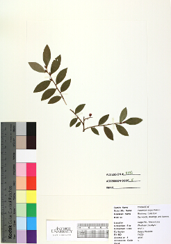 primary herbarium image