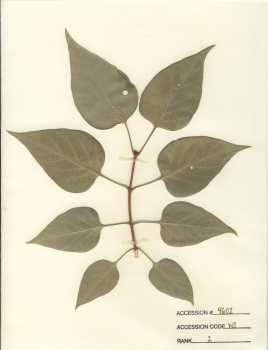 primary herbarium image