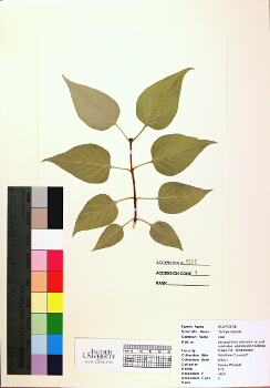 primary herbarium image
