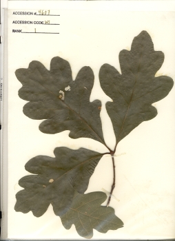 primary herbarium image