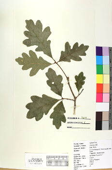 primary herbarium image