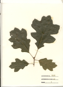 primary herbarium image