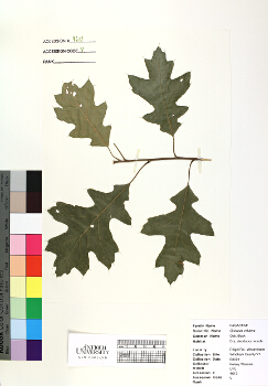 primary herbarium image