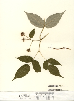 primary herbarium image