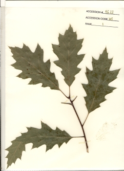 primary herbarium image