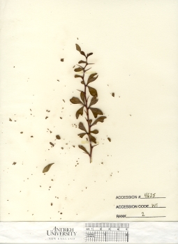 primary herbarium image