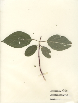 primary herbarium image