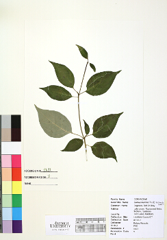 primary herbarium image