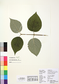 primary herbarium image