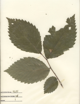 primary herbarium image