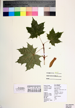 primary herbarium image