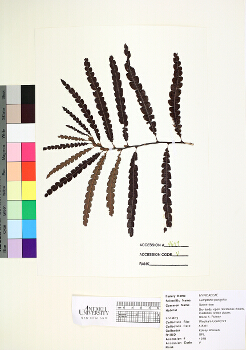 primary herbarium image