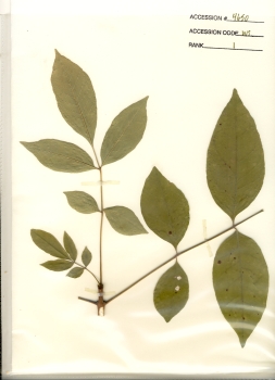 primary herbarium image