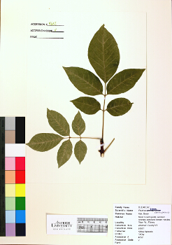 primary herbarium image