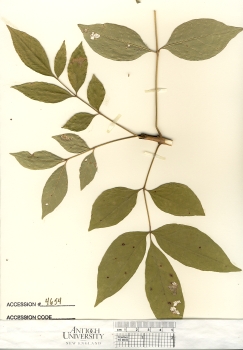 primary herbarium image