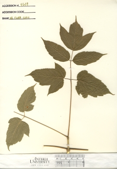 primary herbarium image