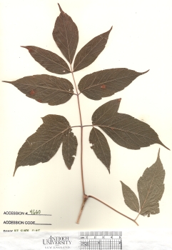 primary herbarium image