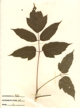 primary herbarium image