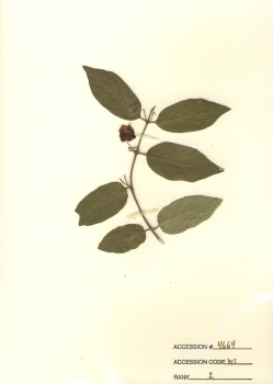 primary herbarium image