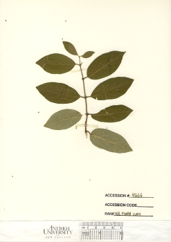 primary herbarium image