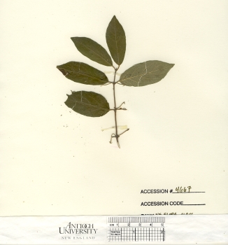 primary herbarium image