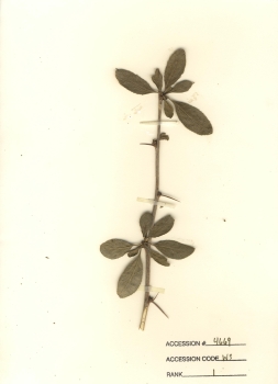 primary herbarium image