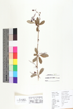 primary herbarium image