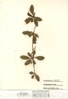 primary herbarium image