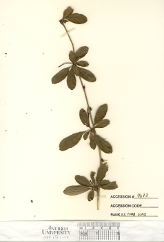primary herbarium image